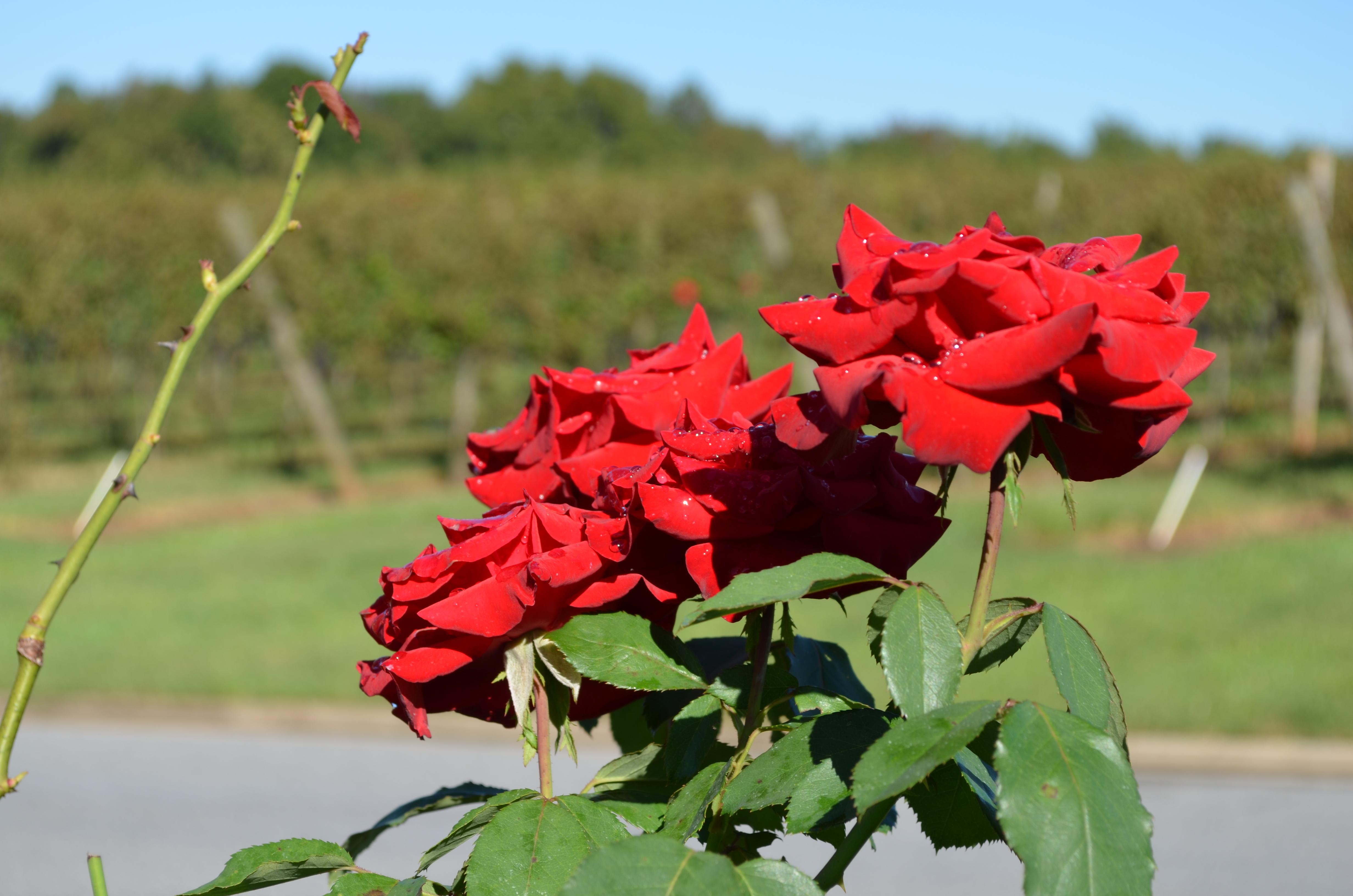 ./2013/Lexington NC/DSC_2960.JPG